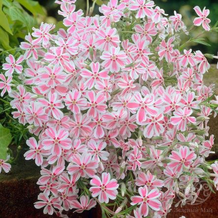 Флокс шиловидный Candy Stripes