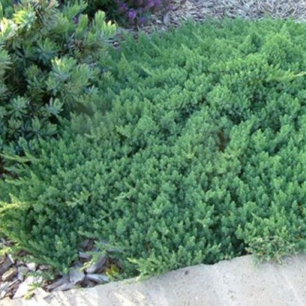 Можжевельник Блю Пацифик прибрежный