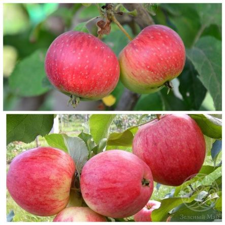 Яблоня семейная Мелба-Елена