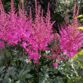 Астильба Мэгги Дэйли китайская