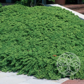 Можжевельник распростертый