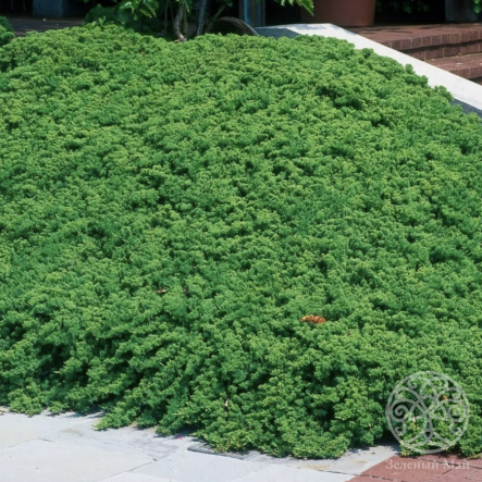 Можжевельник распростертый