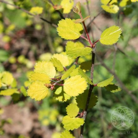 Береза Голден Трэже карликовая