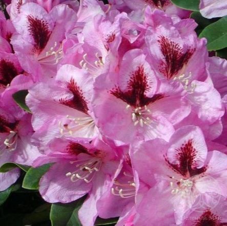 Рододендрон Лугано гибридный 75 см