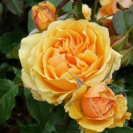 Роза Амбер Куин флорибунда