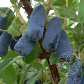 Жимолость Лебедушка