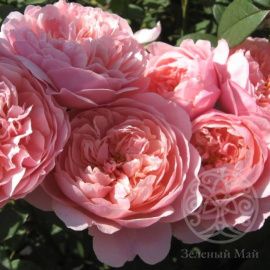 Роза Алнвик Роуз английская