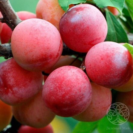 Алыча Несмеяна