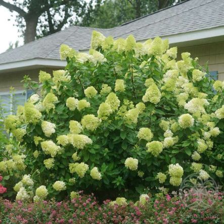 Гортензия Лаймлайт метельчатая 