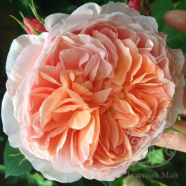 Роза Вильям Моррис английская