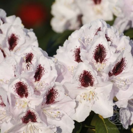 Рододендрон Кальсап гибридный 130 см