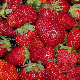 Клубника Фестивальная ромашка