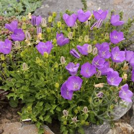 Колокольчик Блю Клипс карпатский 