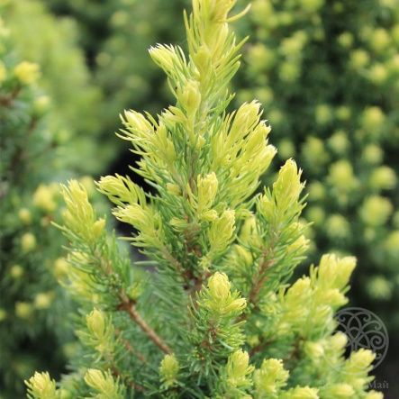 Ель Рэйнбоуз Энд канадская 