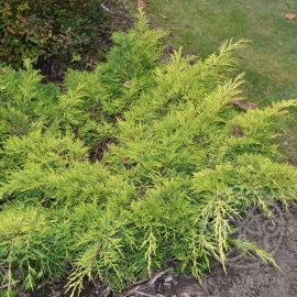 Можжевельник Голд Стар средний