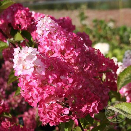 Гортензия Фрайз Мельба метельчатая 