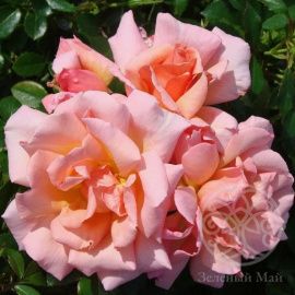 Роза Компэшен плетистая