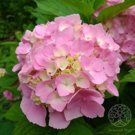 Гортензия Крупнолистная в сортах 