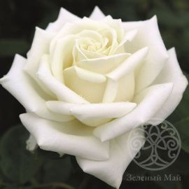 Роза Поларштерн чайно-гибридная 