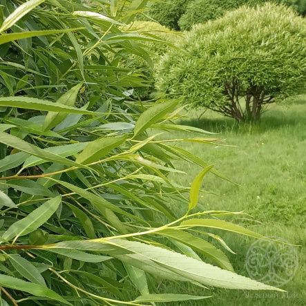 Ива Буллата ломкая 