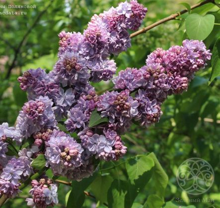 Сирень Вечерняя Москва