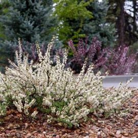 Вишня песчаная var depressa