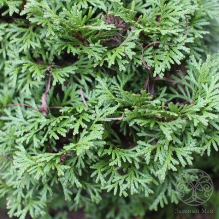 Туя Глобоза западная