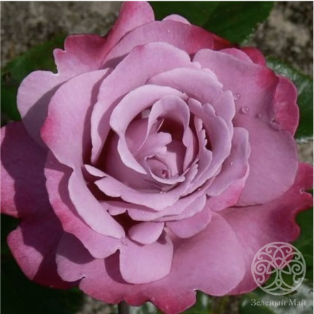 Роза Мюриэль Робин чайно-гибридная