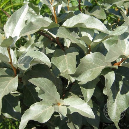 Лох серебристый