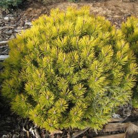 Сосна Офир горная