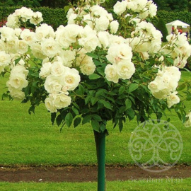 Роза  Грин Пис Штамб