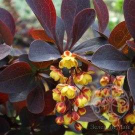 Барбарис оттавский Суперба