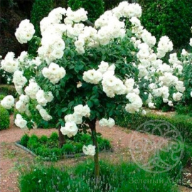 Роза Свани Штамб