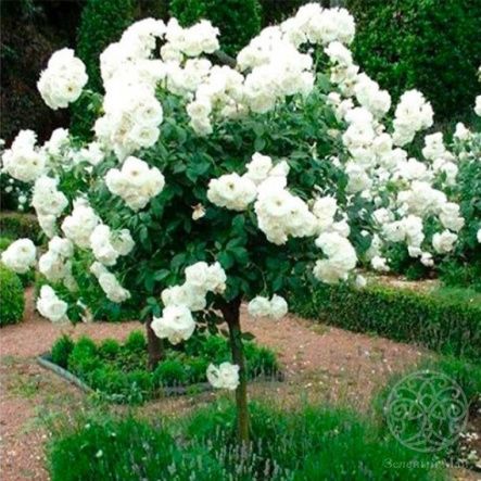 Роза Свани Штамб