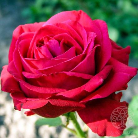Роза Даме де Кёр чайно-гибридная