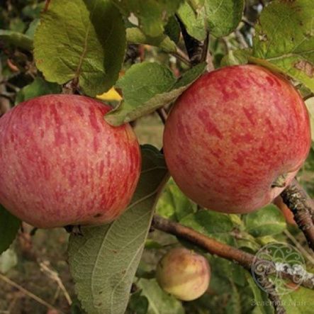 Яблоня Осенние Полосатое 