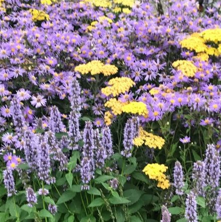 Калимерис Блю Стар