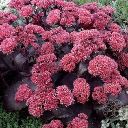 Очиток Чоколад Дроп гибридный 