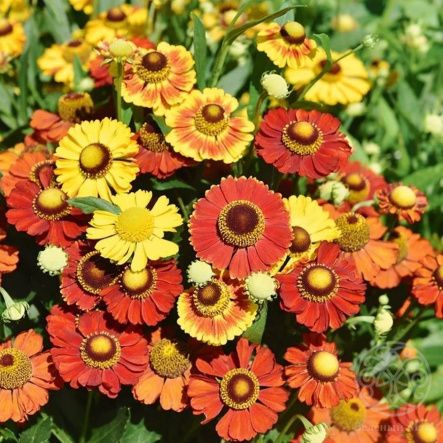 Гелениум в  ассортименте