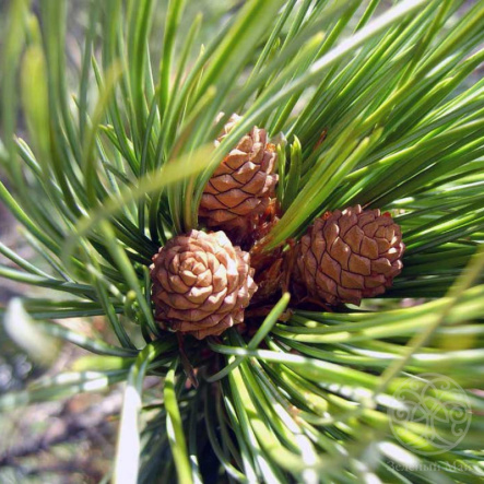 Сосна кедровая