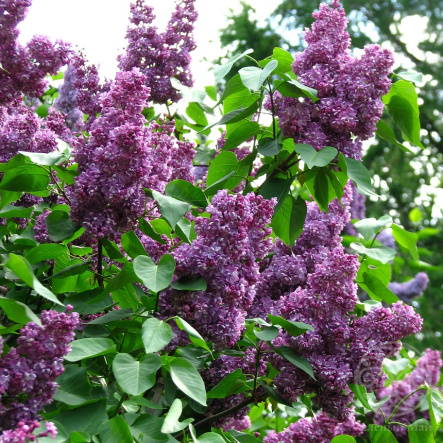 Сирень Павлинка