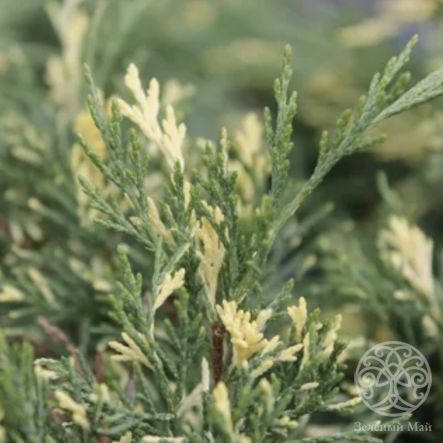 Можжевельник Вариегата казацкий