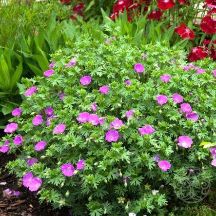 Герань в ассортименте