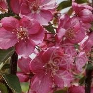 Яблоня Лизет декоративная 