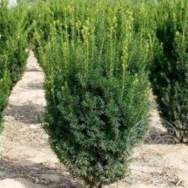 Тис средний Хилли