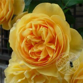 Роза Грэхам Томас плетистая 