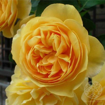 Роза Грэхам Томас плетистая 