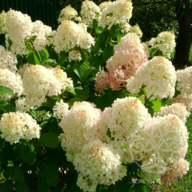 Гортензия Сильвер Доллар метельчатая 