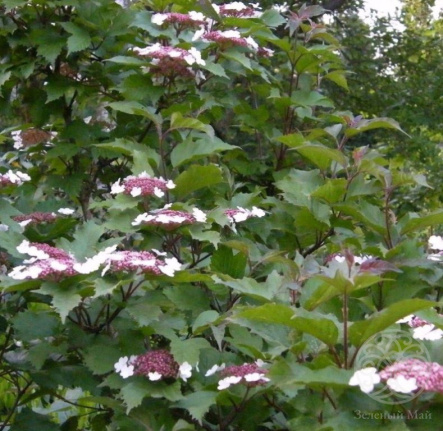 Калина Саржента Онондага