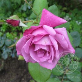 Роза Дойче Велле флорибунда